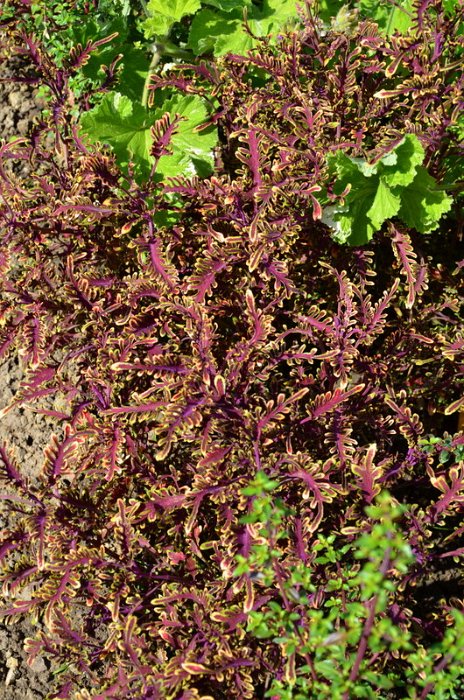Solenostemon x 'Starpride'